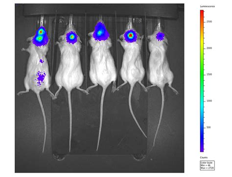 Cureus | Establishment of Stereotactic Orthotopic Brain Tumor Xenografts in Mice