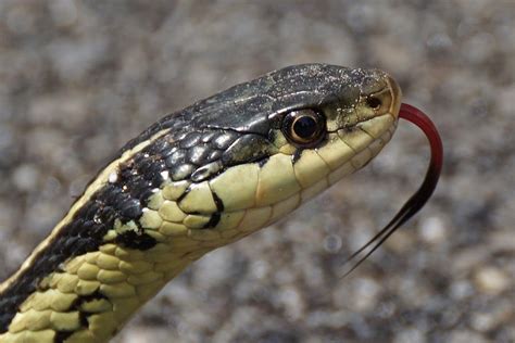 Hissing Garter Snake Photograph by Gwyneth Cheeseman - Fine Art America