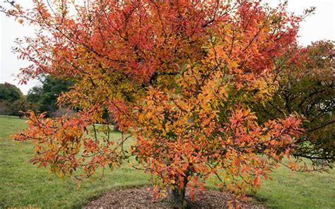 Crabapple Tree | Yale Nature Walk