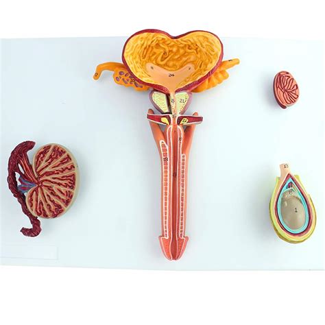 Buy Male Reproductive System Model - Human Organ Anatomy Model - Anatomical Adult Male ...