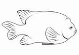 Goldfishes coloring Pages  Free Coloring sketch template