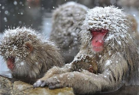 SNOW MONKEY PARK | SNOW MONKEY RESORTS