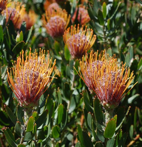 Flower Gallery :: Proteaceae :: DSC_8301