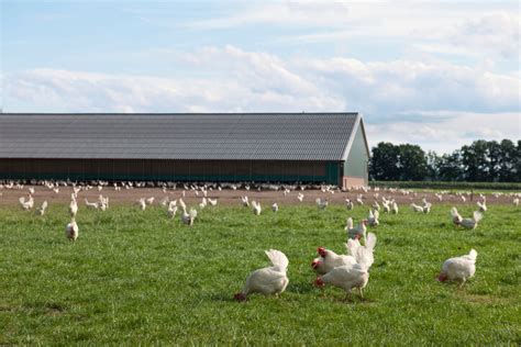 Caso práctico: ventilación en una granja de gallinas ponedoras