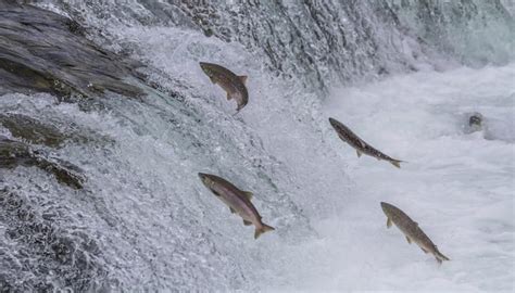 The Salmon Migration & Breaking the Status Quo of Health Insurance - Gravie