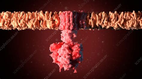 ATP synthase, animation - Stock Video Clip - K010/0292 - Science Photo Library