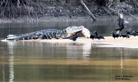 A Black Caiman devours an Arapaima. The Largest Carnivore in the Amazon and the largest of the ...