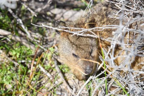 Quokka in Bushland stock image. Image of island, mammal - 88603691