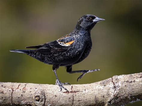 Red-winged Blackbird | Celebrate Urban Birds