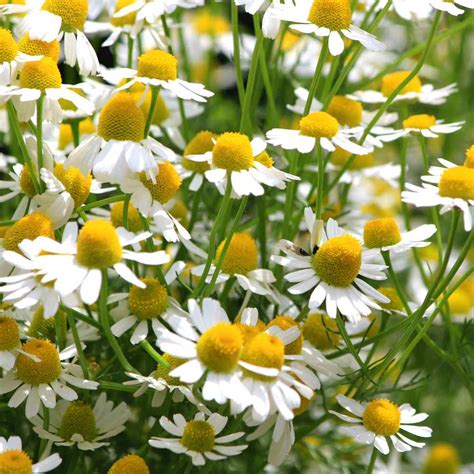 Chamomile Seeds - German Chamomile Herb Seed