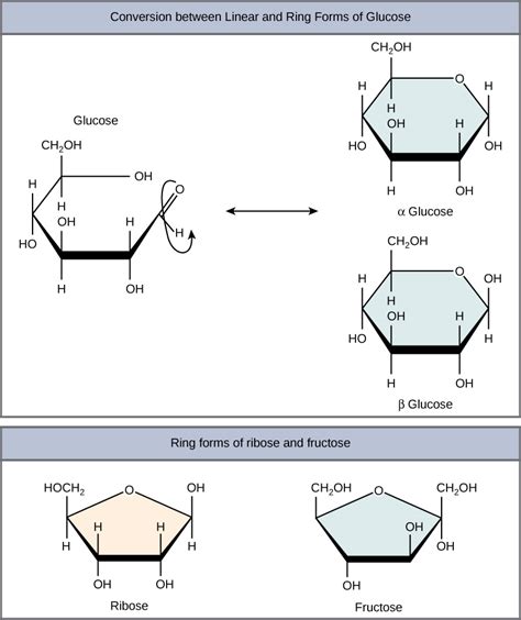 Structure and Function of Carbohydrates | Biology for Majors I