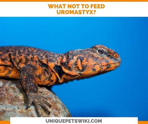 Uromastyx Diet: A-Z Food List (Vegetables, Fruits, And Insects)