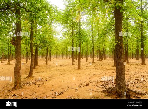 Forest of Sal trees, Shorea robusta of Shantiniketan, West Bengal Stock ...