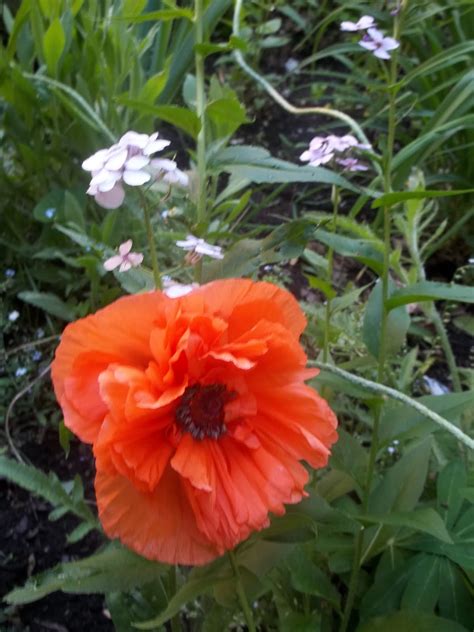 urbantomato: Poppies in Perennial Garden