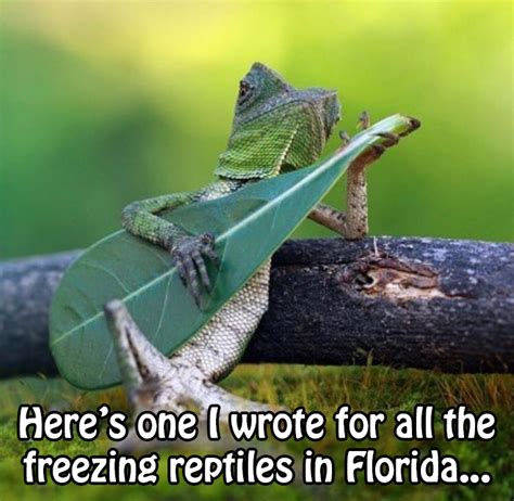 Lizard in a Blizzard