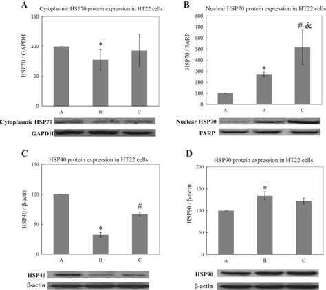 Heat stress affects HSP expressions differently in HT22 cells. HSP70... | Download Scientific ...