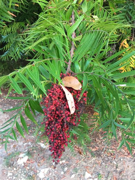 Prairie Flameleaf Sumac | Keep Austin Biodiverse