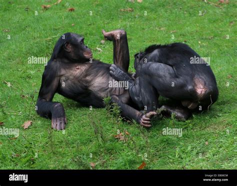 Bonobos hi-res stock photography and images - Alamy