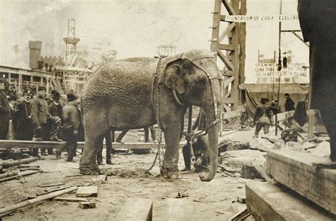 When Luna Park Killed an Elephant to Publicize Opening Day | Coney Island History Project