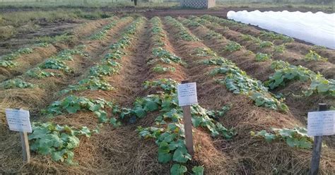 USE OF NATURAL MULCH: A SINGULAR POINTER TO SUCCESS IN DRY SEASON ...