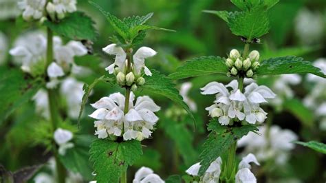 What Does A Stinging Nettle Plant Look Like