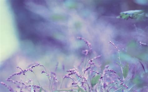 lavender