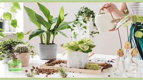 4 Essential tips for growing indoor plants - Newsglo