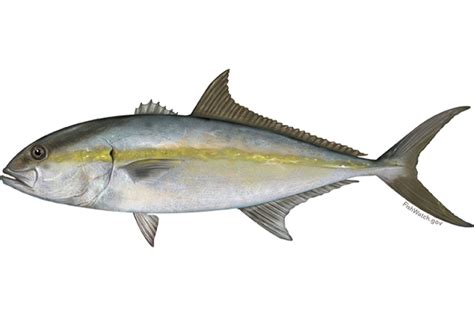 Greater Amberjack | NOAA Fisheries