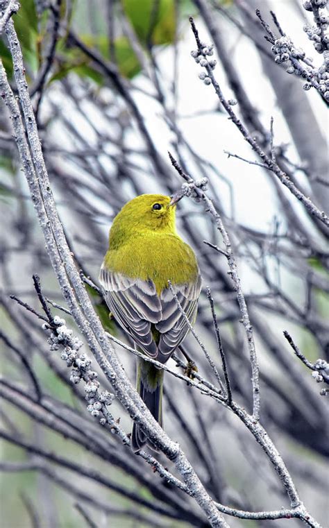 Male Pine Warbler Photograph by William Tasker | Fine Art America