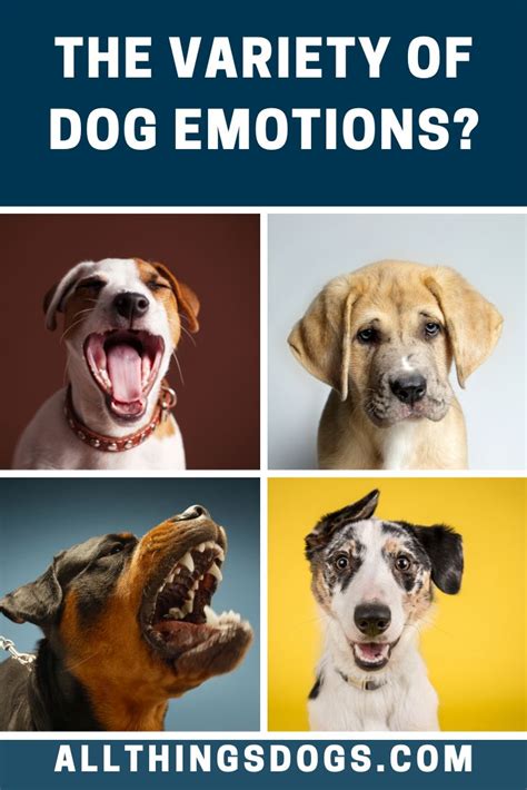 Dog Emotions | Dog emotions, Do dogs smile, Dogs