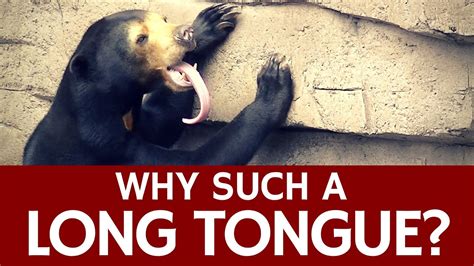 Bear In Myanmar Has Giant Tongue Removed By Team Of Vets, 57% OFF