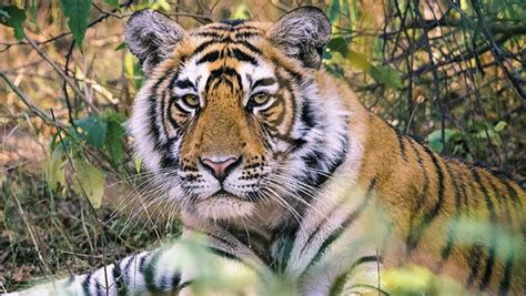 Wildlife Tourism and its Role in Tiger Conservation | Meer