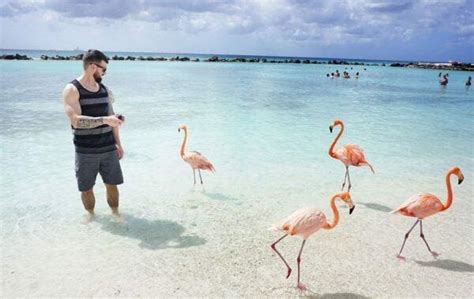 Flamingo Island Aruba: A Delightful Tourist Destination - Icy Tales