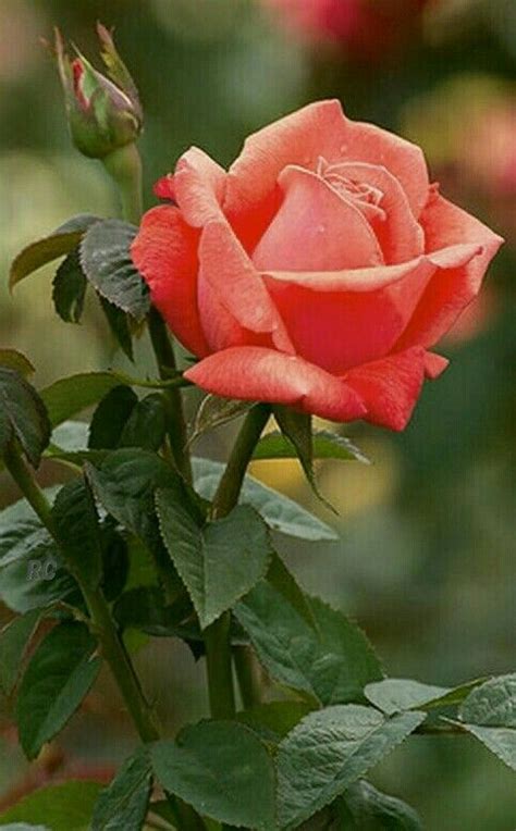 Imágenes de ROSAS las más Hermosas Flores