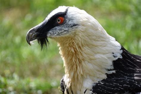 30 Bearded Vulture Facts About The Bone-Eating Bird of Prey | Facts.net