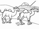 Two Camels coloring Page  Download Print Or Color Online For Free sketch template
