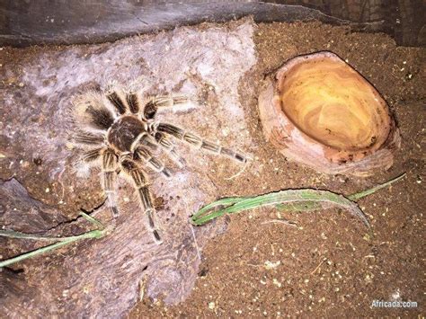 Chilean Rose Tarantula female for sale | Other Pets for sale in ...