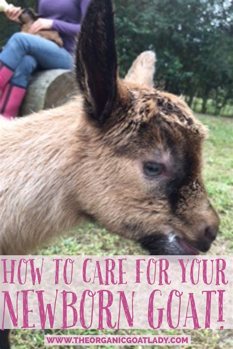 How To Care For Your Newborn Goat! - The Organic Goat Lady