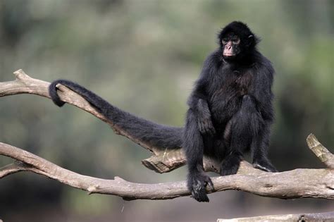 Spider Monkeys - New England Primate Conservancy | Spider monkey, Amazon animals, Mammals