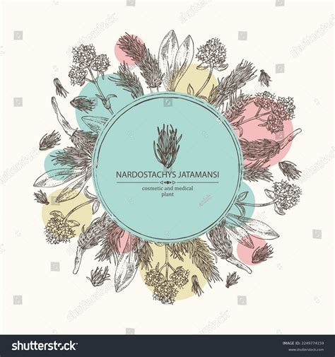 Background Nardostachys Jatamansi Plant Flowers Codonopsis Stock Vector (Royalty Free ...