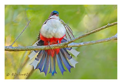 EL TOCORORO: Blue, White and Red, the National Bird of Cuba. PHOTOS ...