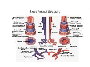 Blood vessels structure, function, layers, characteristics and How ...