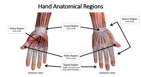 Armonía Arqueología Ocultación region digital anatomia foso Marinero Declaración