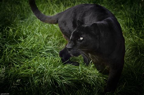 Black panther wild life Wallpapers HD / Desktop and Mobile Backgrounds