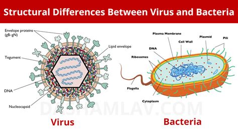 Virus vs Bacteria: Differences Between These Microscopic Entities