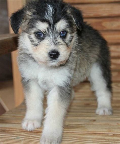 Siberpoo Dog Breed Information and Pictures - PetGuide | PetGuide