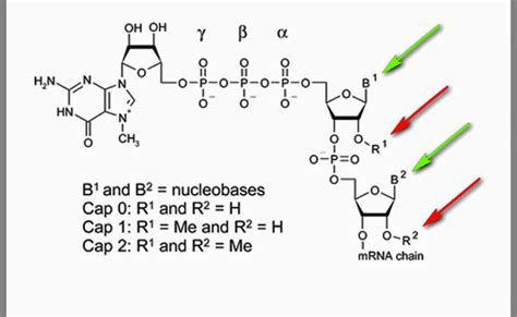 Cap Structure in mRNA: Basics Structure and its function