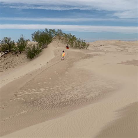 Monahans Sandhills State Park | The Dyrt