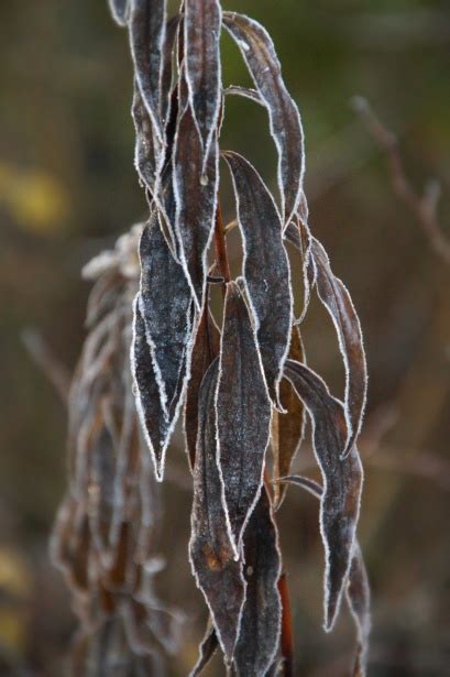 Autumn Leaves Frost Leaves Foliage Free Stock Photo - Public Domain ...