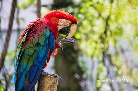 Nordljus: A day at the zoo: Birds